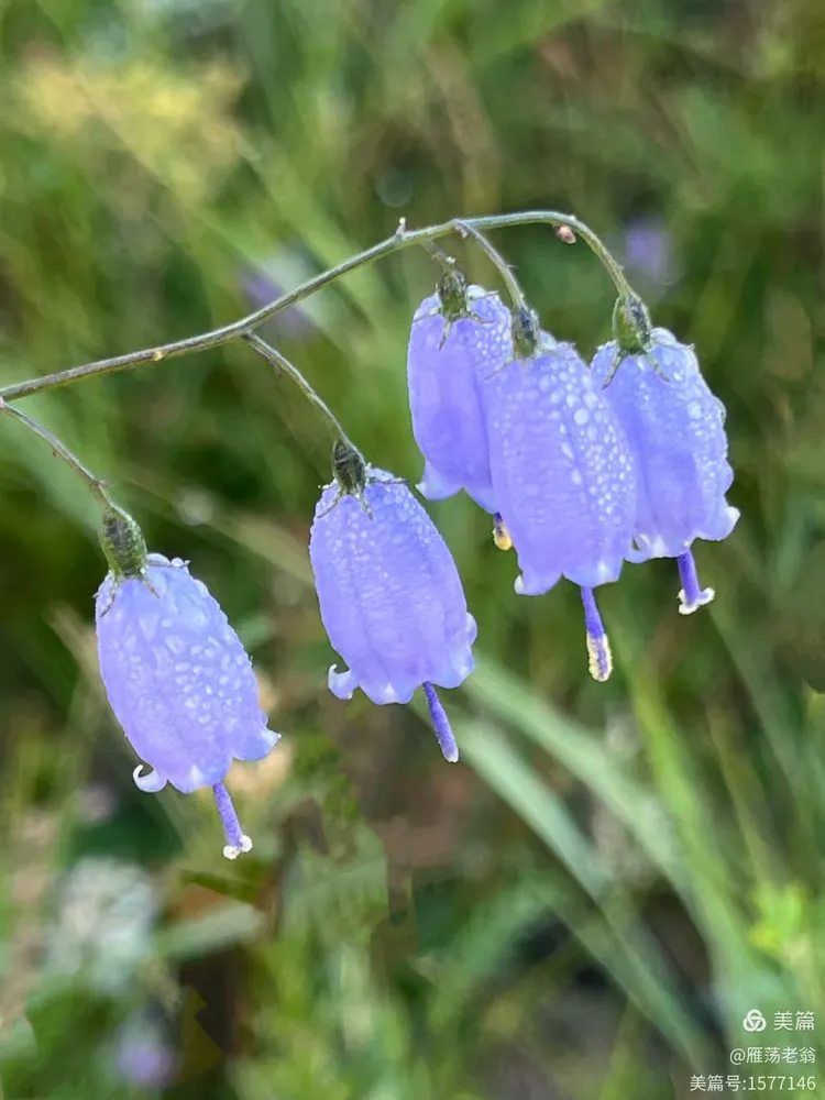 北方的长柱沙参